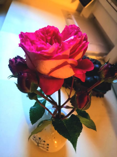 Rosen Garten Haus Apartment in Titisee-Neustadt