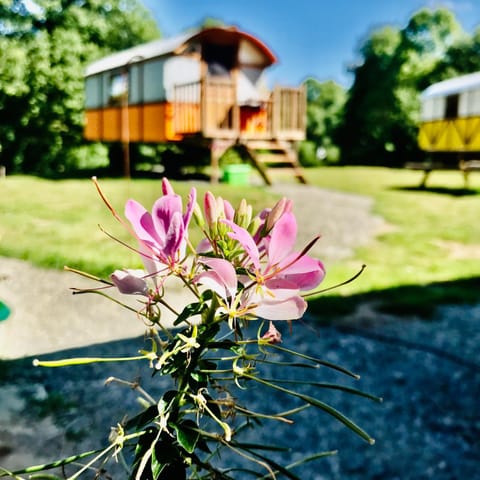 les roulottes de l'airou Luxury tent in Brittany