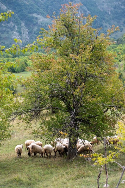 Etno Village Vojnik Chalet in Montenegro
