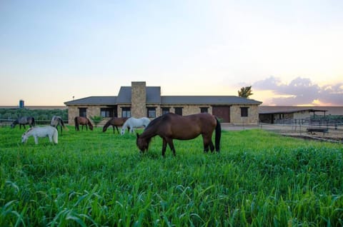 Day, Horse-riding, Animals