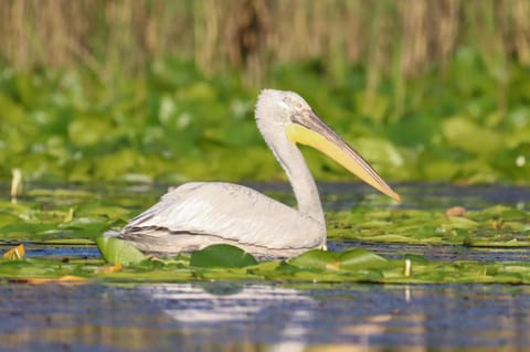Lotus House Dodoši Country House in Podgorica Municipality, Montenegro