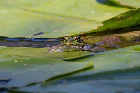 Lotus House Dodoši Country House in Podgorica Municipality, Montenegro