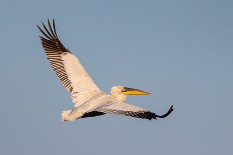 Lotus House Dodoši Country House in Podgorica Municipality, Montenegro