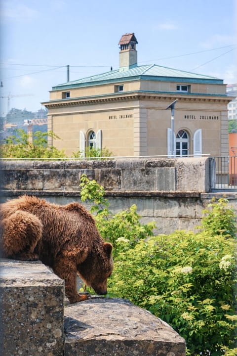 Animals, Landmark view