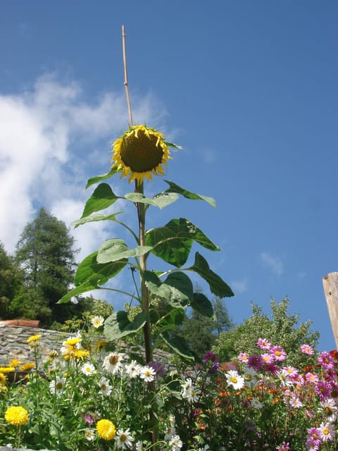BBQ facilities, Garden, Balcony/Terrace