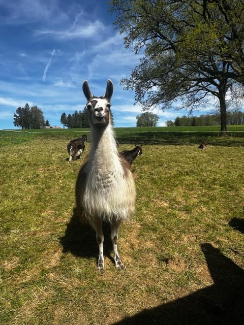 Animals