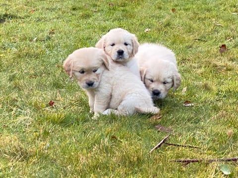 Harbour View Cottage House in County Kerry