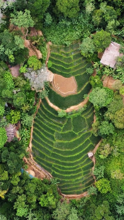 Natural landscape, Garden