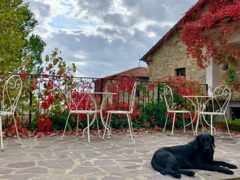 Property building, Pets