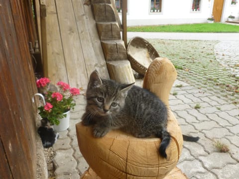 Animals, Pets