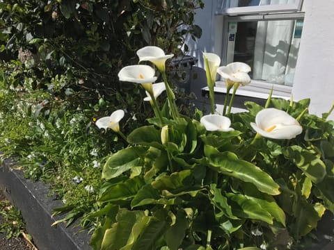 The Sherborne Lodge Bed and Breakfast in Ilfracombe