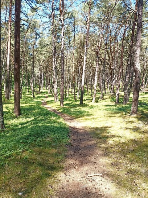 Wisełka Studio Apartment in West Pomeranian Voivodeship, Poland
