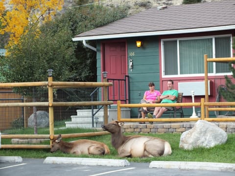 Patio, People, Animals