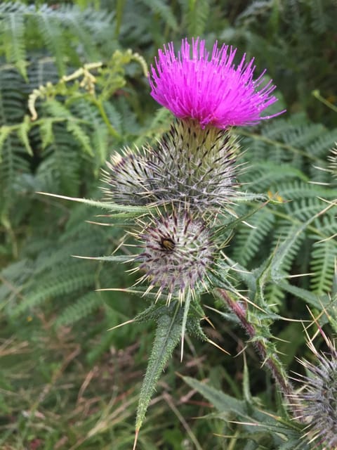 Inverasdale Bed and Breakfast in Oban