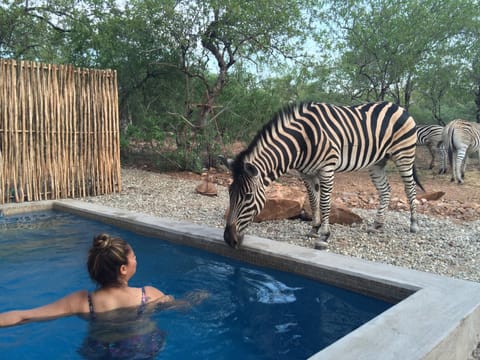 Balcony/Terrace, Animals, Garden view, Pool view, Swimming pool, Swimming pool