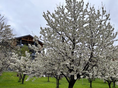 Property building, Spring, Natural landscape, Garden, Garden view