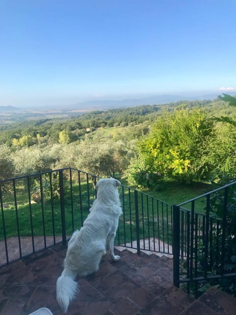 View (from property/room), Pets