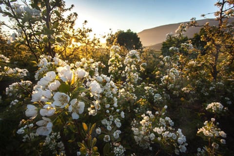 Natural landscape, Garden, Sunset
