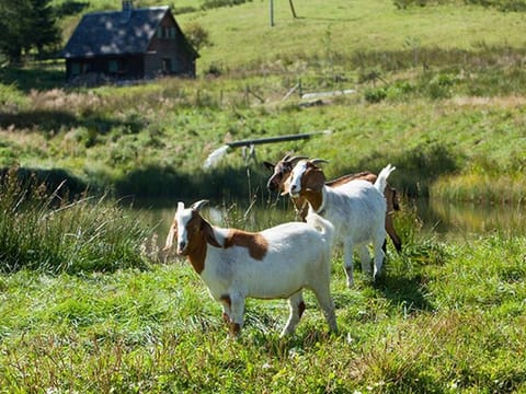 Ferienhaus Esche Apartment in Hinterzarten
