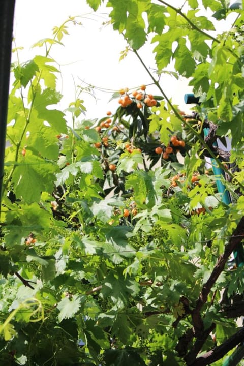 Rooms Marana Bed and Breakfast in Split