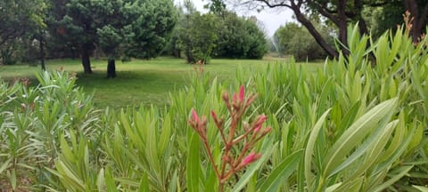 Natural landscape, Garden, Garden view