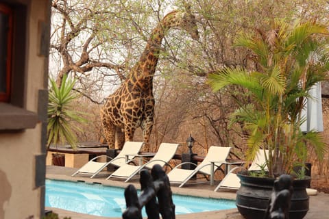 Natural landscape, Animals, Pool view, Swimming pool