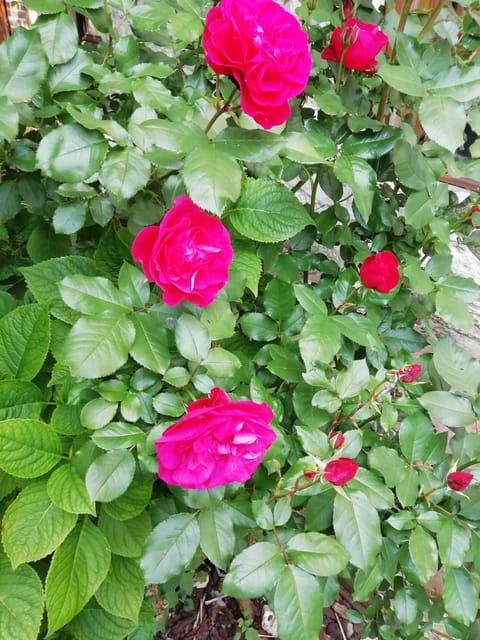 Spring, Day, Garden, Garden view