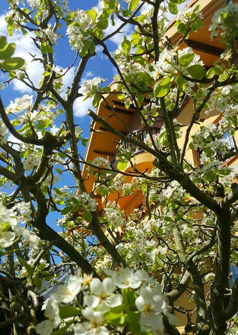 Facade/entrance, Garden