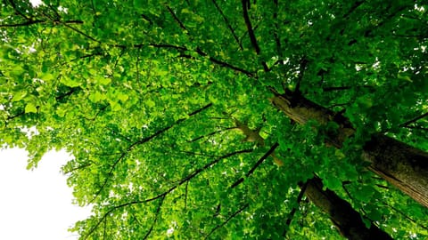 Campeggio Al Bosco Campground/
RV Resort in Grado