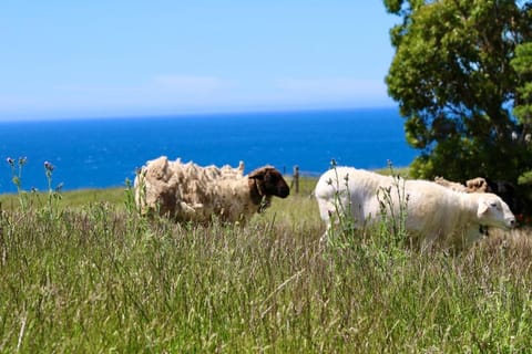 Penguin Seaside Farm House in Penguin