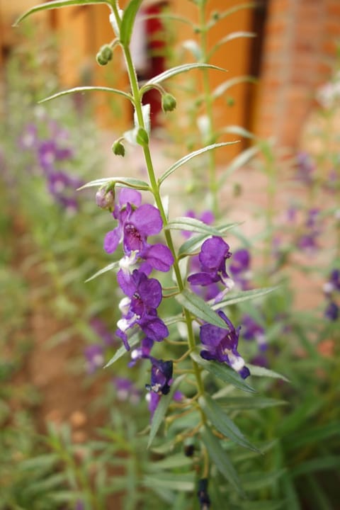 Petit Tree Bed and Breakfast in North Kuta