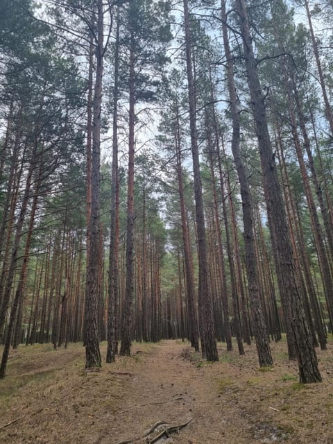 Villa with private pool Laumes juosta Villa in Palanga