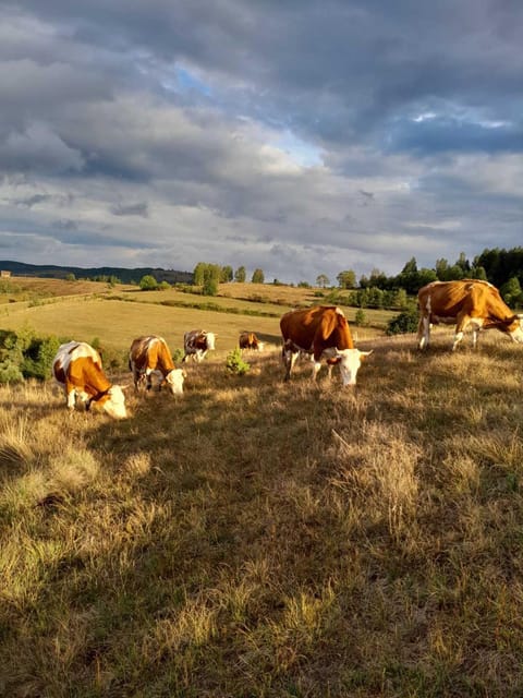 Kanjon Uvac Apartment in Zlatibor District, Serbia