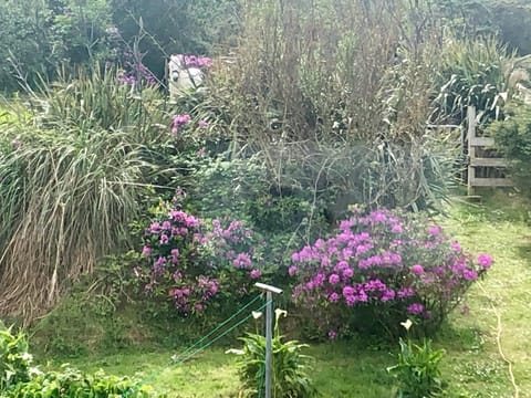 Garden, Pets, Garden view