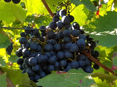 Weingut & Gästehaus Nagel Vacation rental in Rhineland-Palatinate