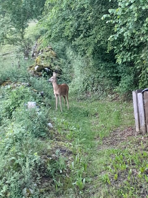 Apartments Dominika Apartment in Bled