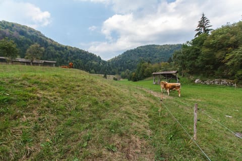 Apartments Dominika Apartment in Bled