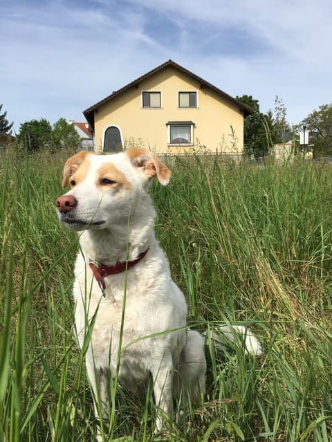 Garden, Animals, Pets, Garden view