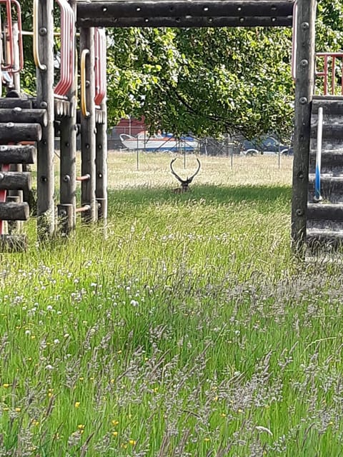 Children play ground, Garden, Animals