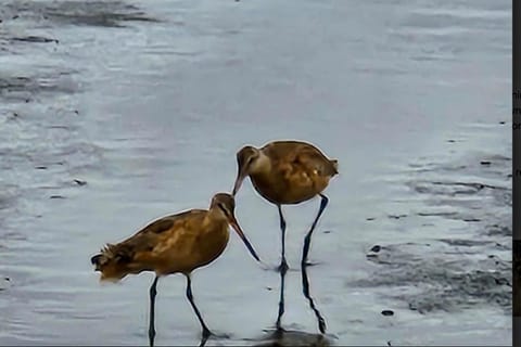 Rocks Cabin Cabin in Copalis Beach