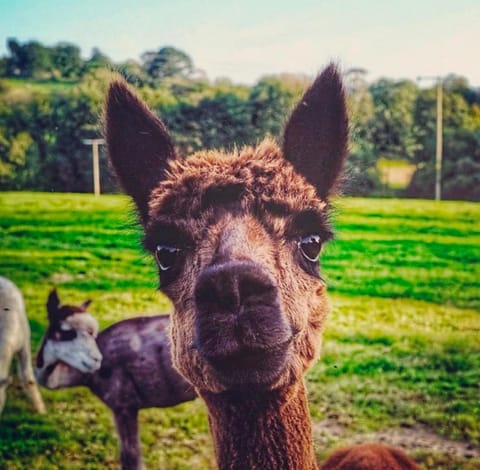 Great Lilly Cottage House in Barnstaple