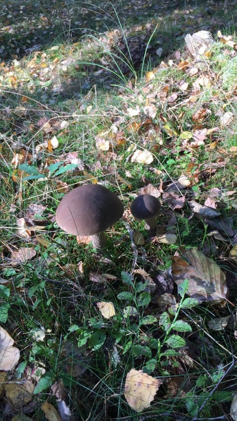 Pokoje Przy Warszawskiej Vacation rental in West Pomeranian Voivodeship, Poland