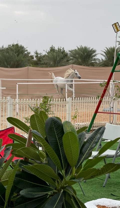 The Peace إستراحة السلام Nature lodge in Abu Dhabi
