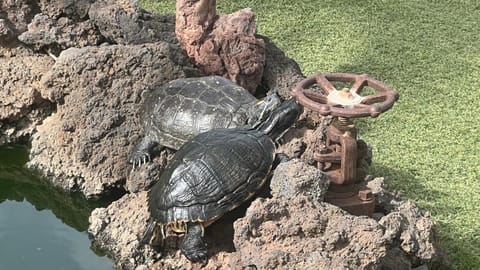 Casa Arteaga House in El Hierro