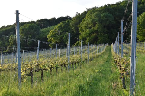 Wijndomein Zwaeneberg Bed and Breakfast in Flanders