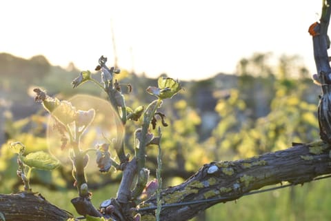 Wijndomein Zwaeneberg Bed and Breakfast in Flanders