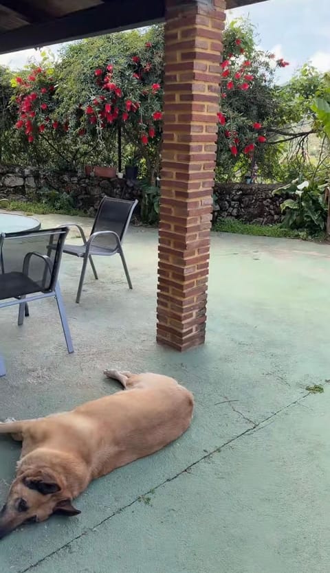 Garden, Pets