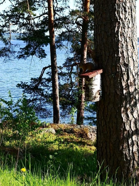 Natural landscape, Lake view