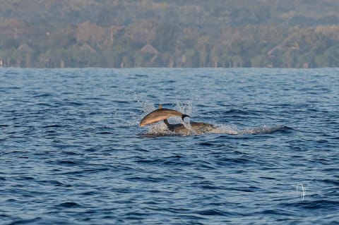 Badini Homestay Pemuteran Bali Bed and Breakfast in Bali