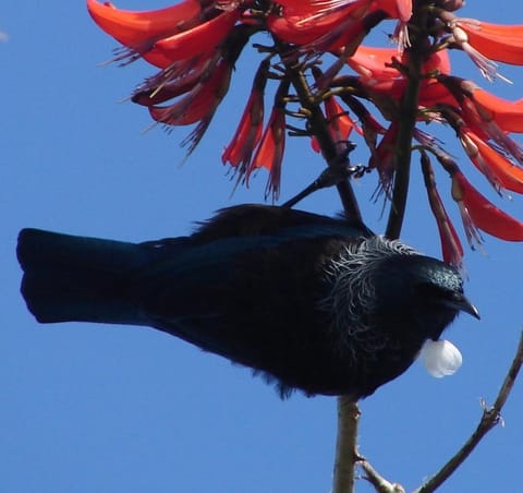 The Retreat Bay of Islands Apartment hotel in Paihia